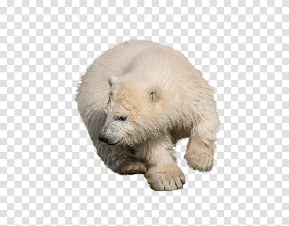 Polar Bear 960, Animals, Wildlife, Mammal Transparent Png