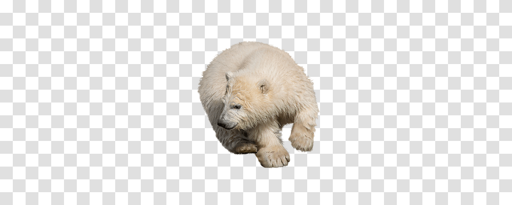 Polar Bear Nature, Wildlife, Mammal, Animal Transparent Png