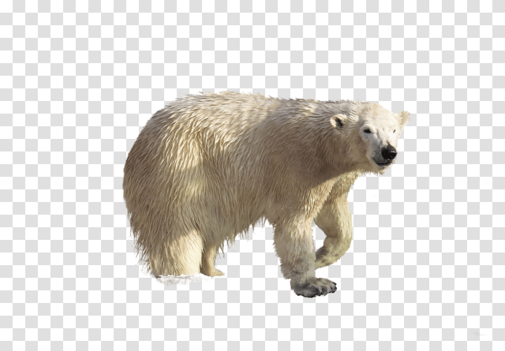 Polar Bear Animal Climate Free Image On Pixabay Grizzly Bear, Wildlife, Mammal,  Transparent Png