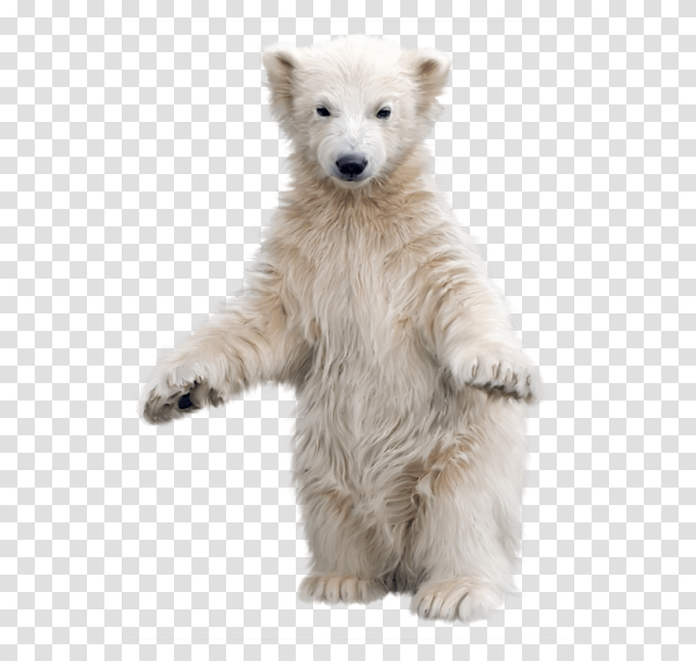Polar Bear, Animals, Dog, Pet, Canine Transparent Png