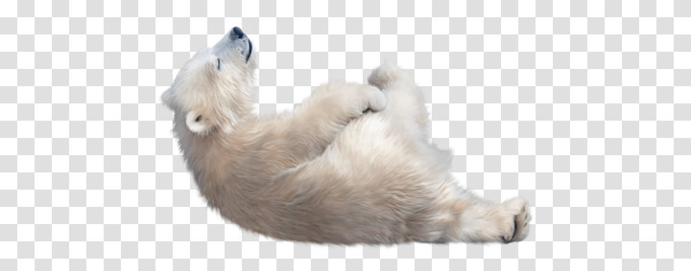 Polar Bear, Animals, Dog, Pet, Canine Transparent Png
