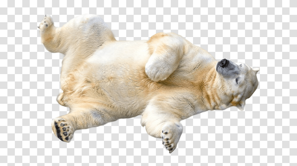 Polar Bear, Animals, Mammal, Dog, Pet Transparent Png