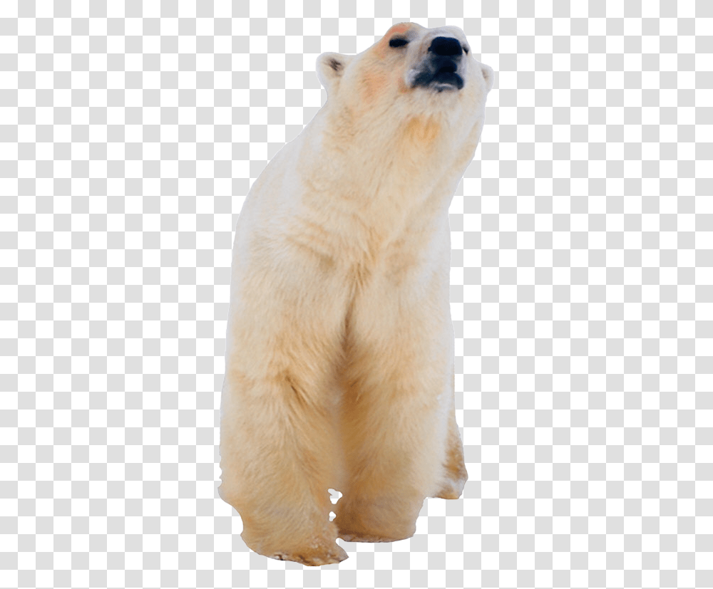 Polar Bear, Animals, Mammal, Wildlife, Dog Transparent Png