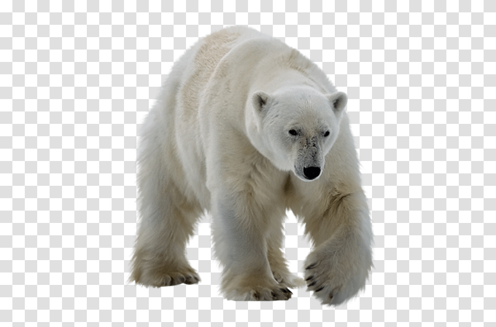 Polar Bear, Animals, Mammal, Wildlife, Dog Transparent Png
