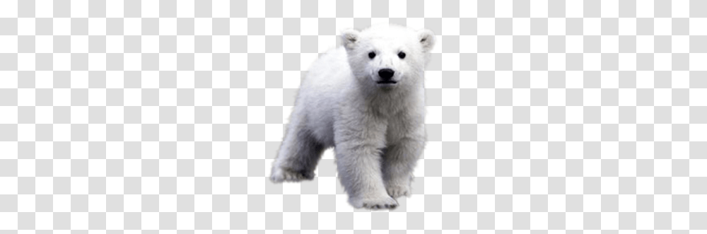 Polar Bear, Animals, Mammal, Wildlife, Giant Panda Transparent Png