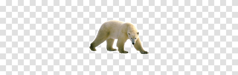 Polar Bear, Animals, Mammal, Wildlife Transparent Png