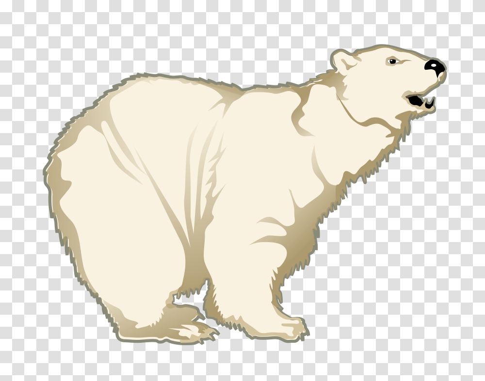 Polar Bear, Animals, Mammal, Wildlife Transparent Png