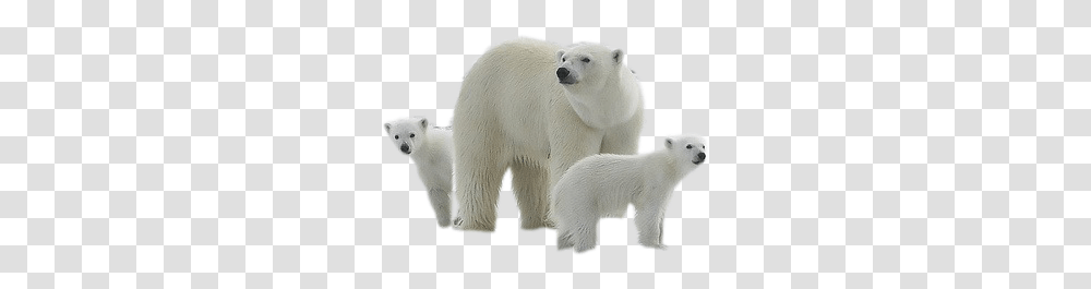 Polar Bear, Animals, Mammal, Wildlife Transparent Png