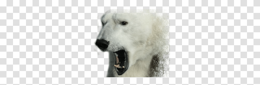 Polar Bear, Animals, Pig, Mammal, Wolf Transparent Png