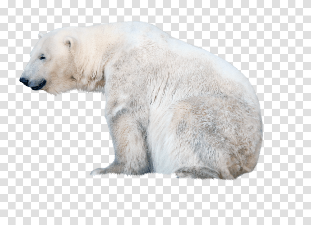 Polar Bear, Animals, Wildlife, Mammal, Dog Transparent Png