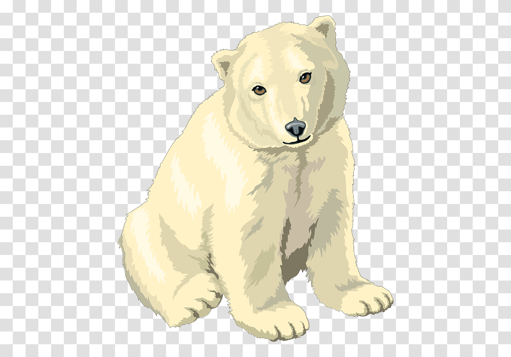 Polar Bear, Animals, Wildlife, Mammal, Dog Transparent Png