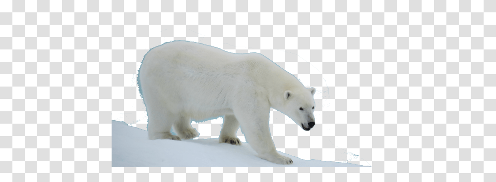 Polar Bear, Animals, Wildlife, Mammal, Giant Panda Transparent Png