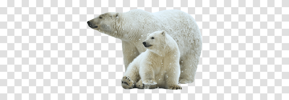 Polar Bear, Animals, Wildlife, Mammal, Giant Panda Transparent Png