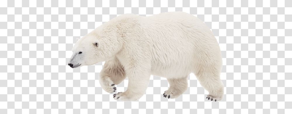 Polar Bear, Animals, Wildlife, Mammal, Giant Panda Transparent Png