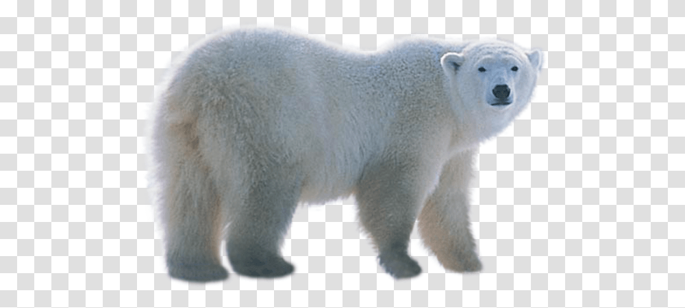 Polar Bear, Animals, Wildlife, Mammal, Pig Transparent Png