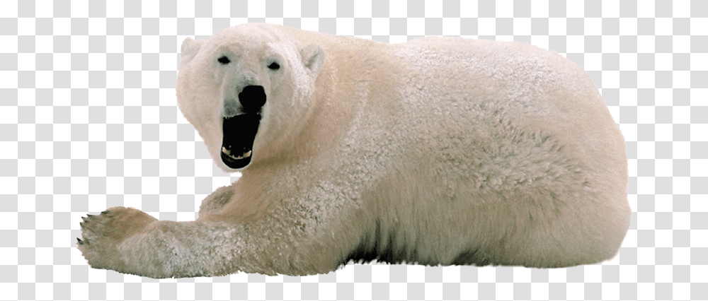 Polar Bear, Animals, Wildlife, Mammal, Rug Transparent Png