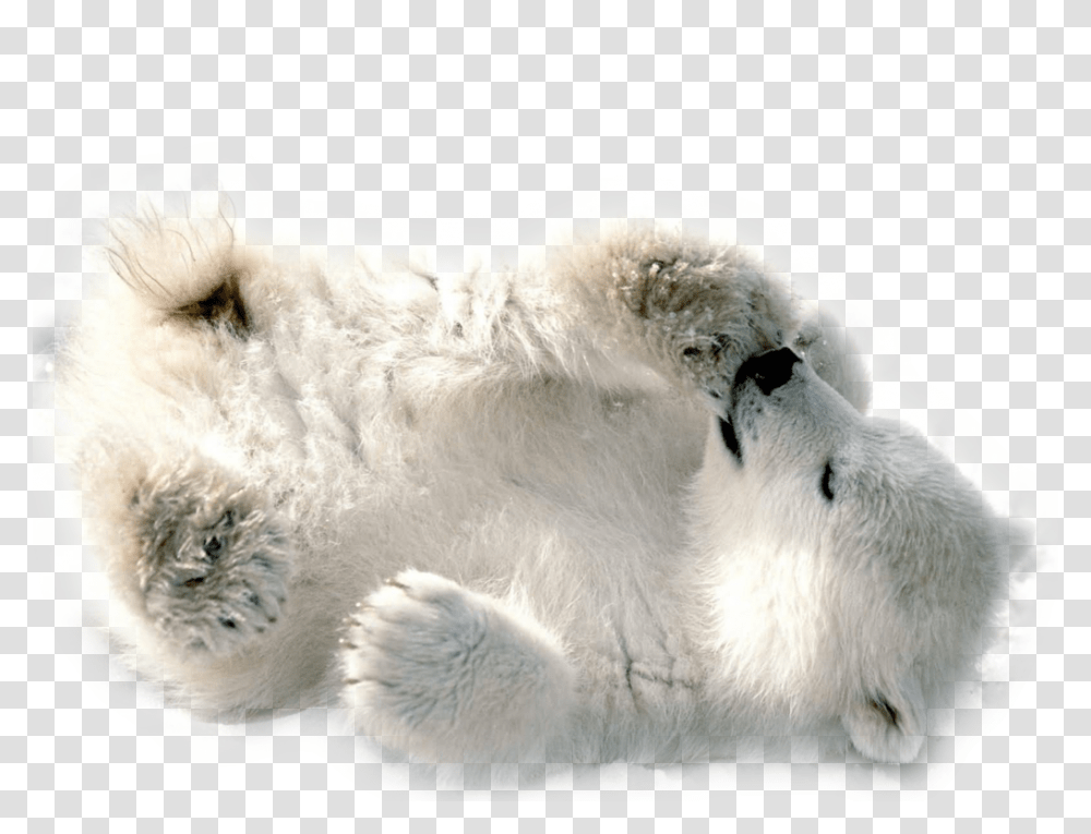 Polar Bear, Animals, Wildlife, Mammal, Sheep Transparent Png