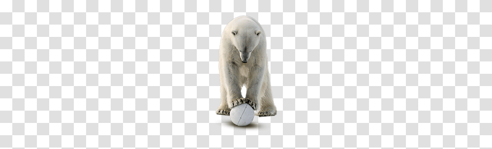 Polar Bear, Animals, Wildlife, Mammal, Soccer Ball Transparent Png