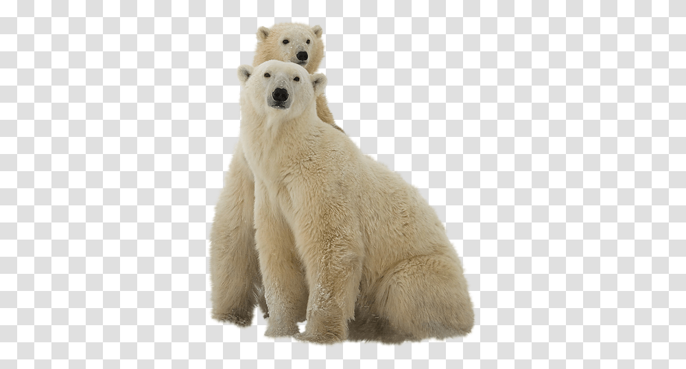 Polar Bear, Animals, Wildlife, Mammal Transparent Png