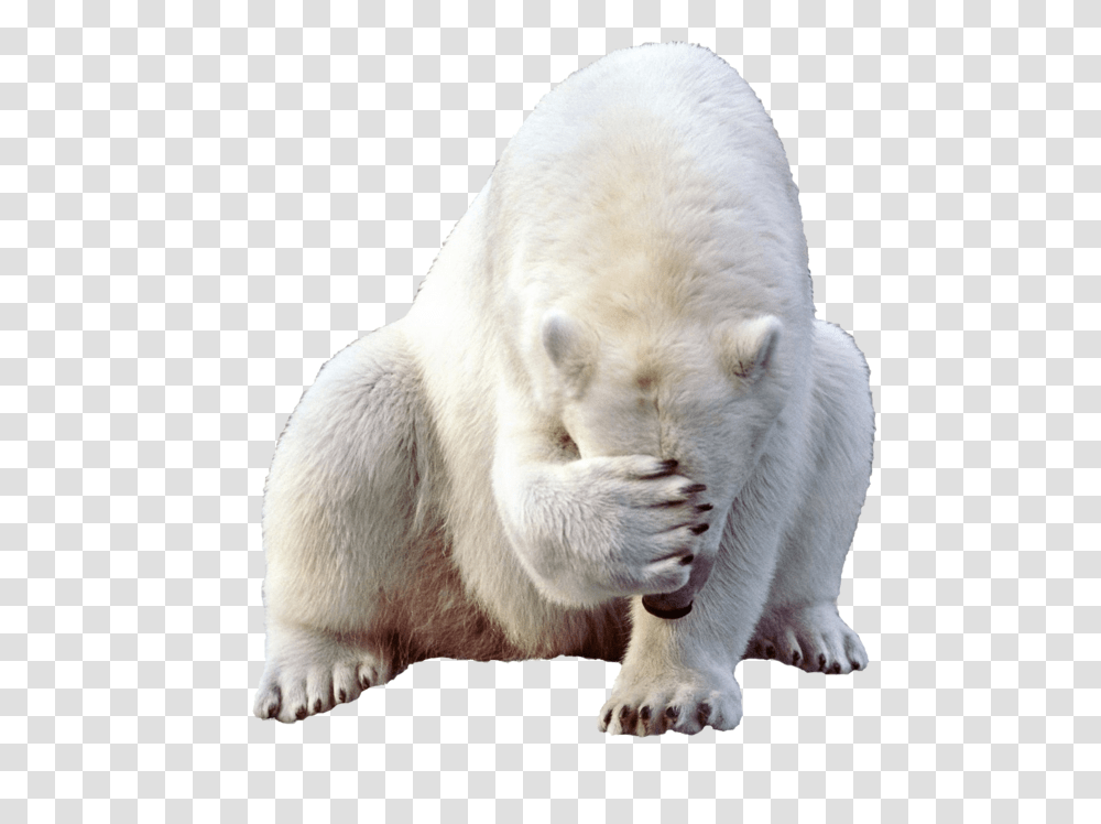 Polar Bear, Animals, Wildlife, Mammal Transparent Png