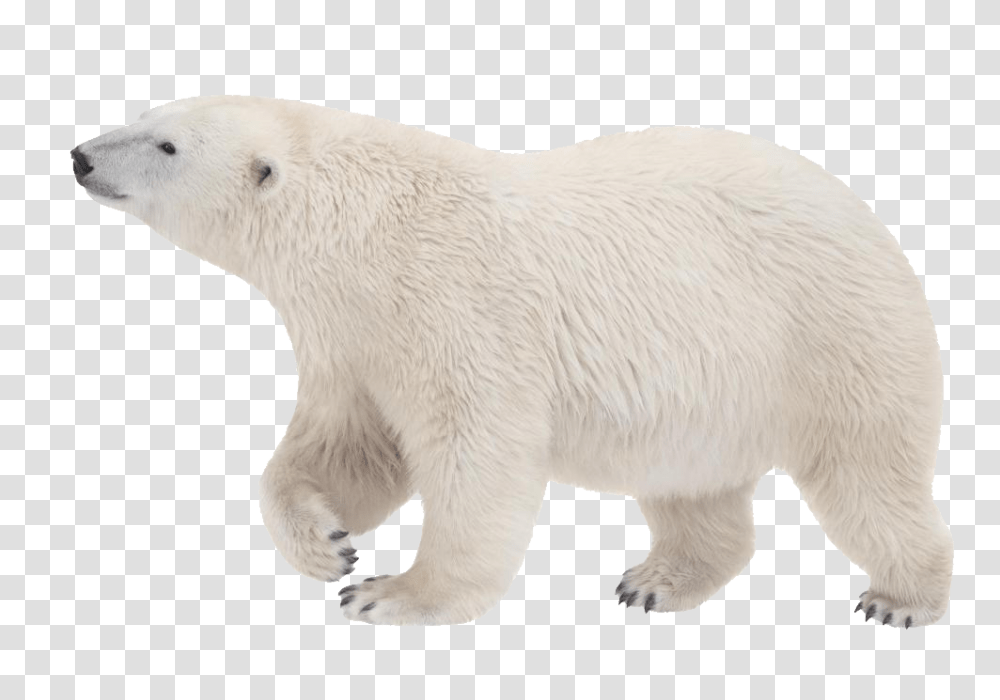 Polar Bear, Animals, Wildlife, Mammal Transparent Png