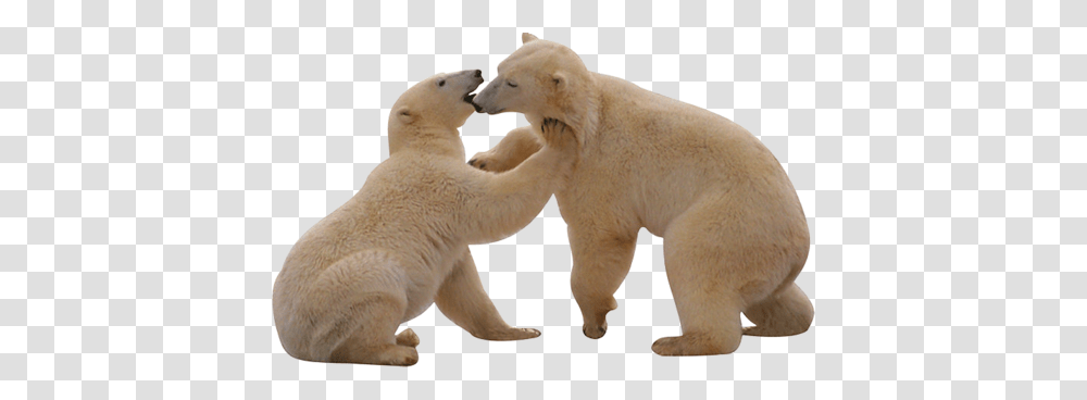 Polar Bear, Animals, Wildlife, Mammal Transparent Png