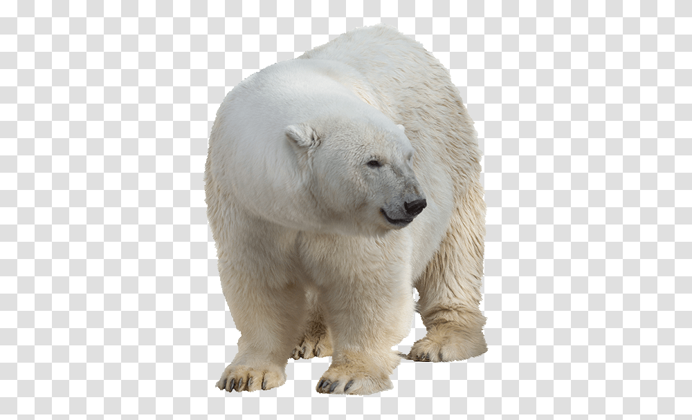 Polar Bear, Animals, Wildlife, Mammal Transparent Png