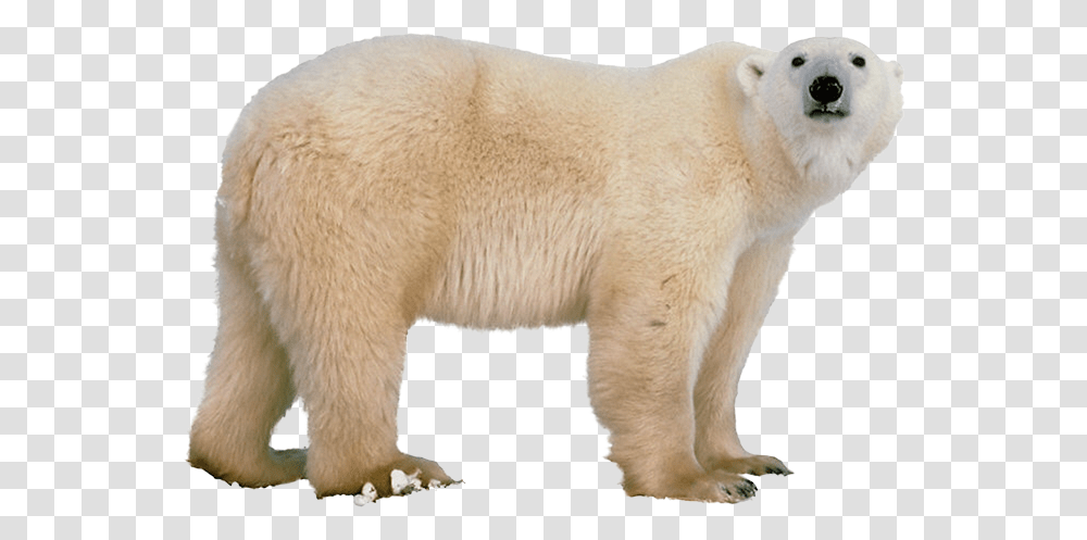 Polar Bear, Animals, Wildlife, Mammal Transparent Png