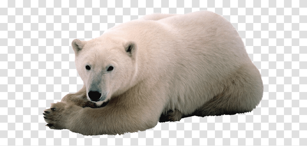 Polar Bear, Animals, Wildlife, Mammal Transparent Png