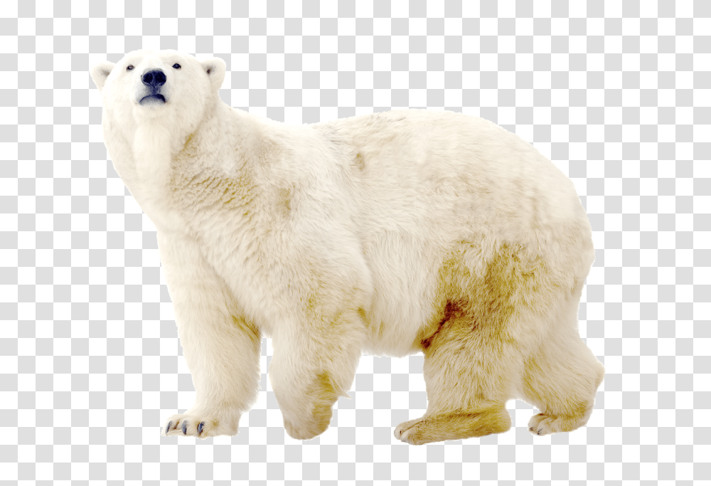 Polar Bear, Animals, Wildlife, Mammal Transparent Png