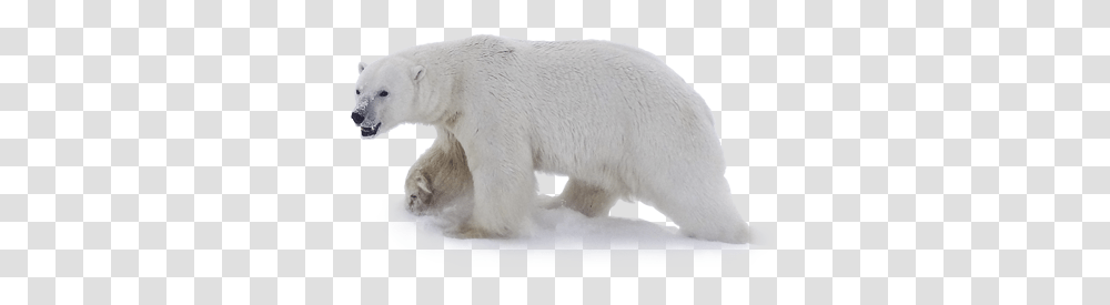 Polar Bear, Animals, Wildlife, Mammal Transparent Png