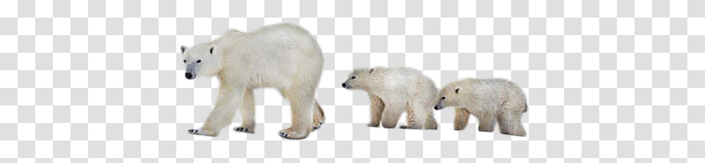 Polar Bear, Animals, Wildlife, Mammal Transparent Png