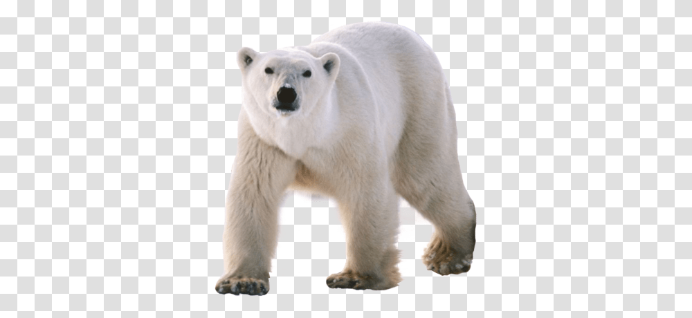 Polar Bear, Animals, Wildlife, Mammal Transparent Png