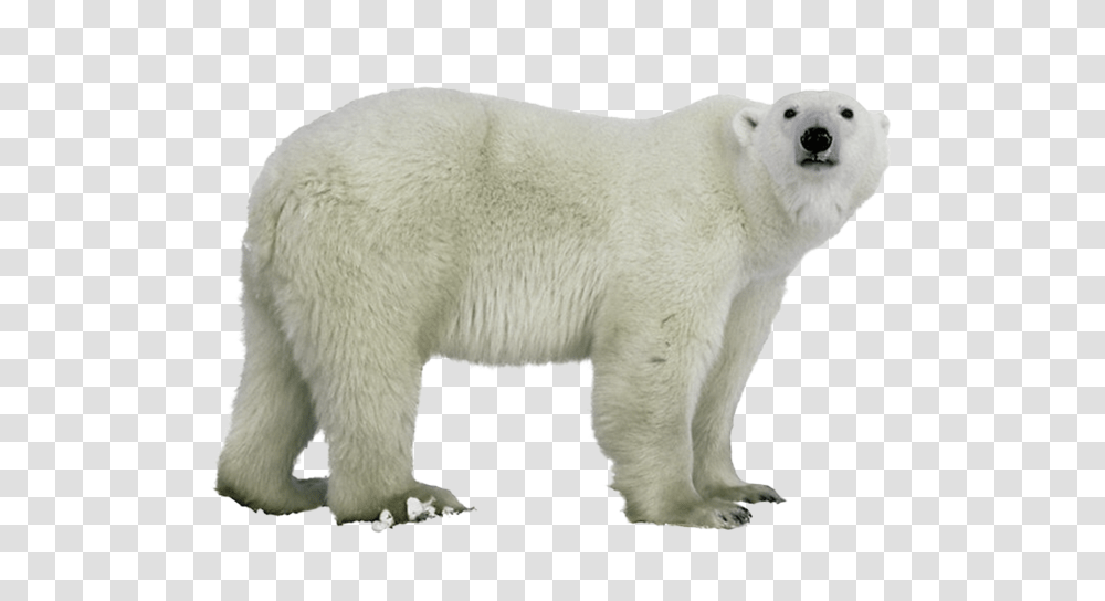 Polar Bear, Animals, Wildlife, Mammal Transparent Png