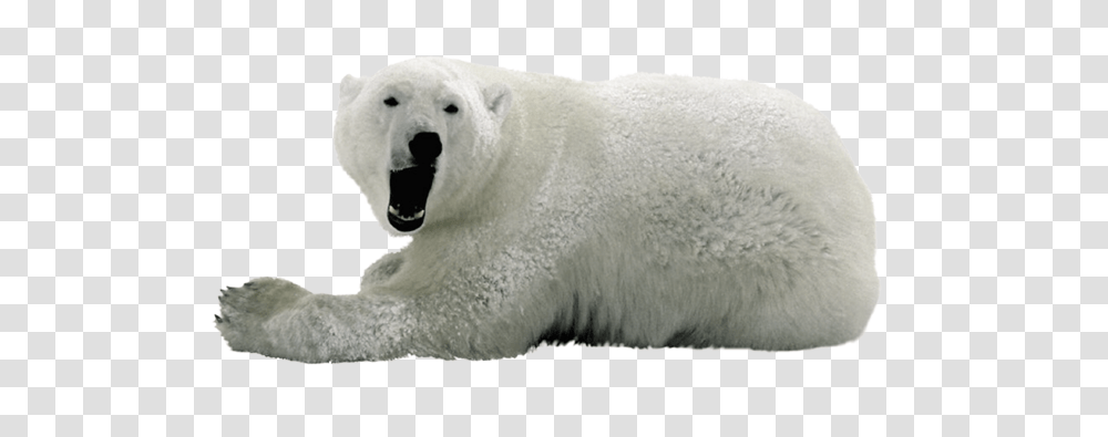 Polar Bear, Animals, Wildlife, Mammal Transparent Png