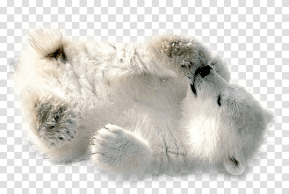 Polar Bear Baby Playing Baby Polar Bear Wallpaper Hd, Wildlife, Mammal, Animal, Sheep Transparent Png