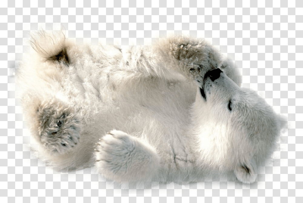 Polar Bear Baby Polar Bear Wallpaper Hd, Wildlife, Mammal, Animal, Sheep Transparent Png