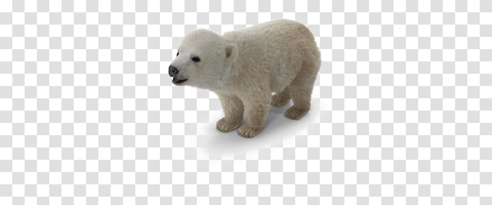 Polar Bear Background Image Polar Bear, Wildlife, Mammal, Animal Transparent Png