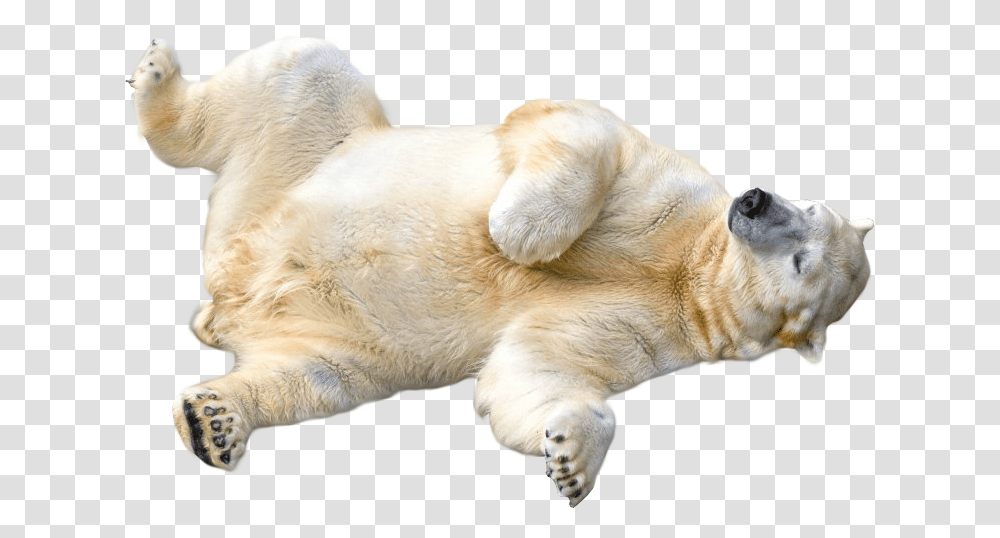 Polar Bear Background, Mammal, Animal, Dog, Pet Transparent Png