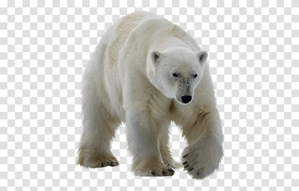 Polar Bear Background, Mammal, Animal, Wildlife, Dog Transparent Png