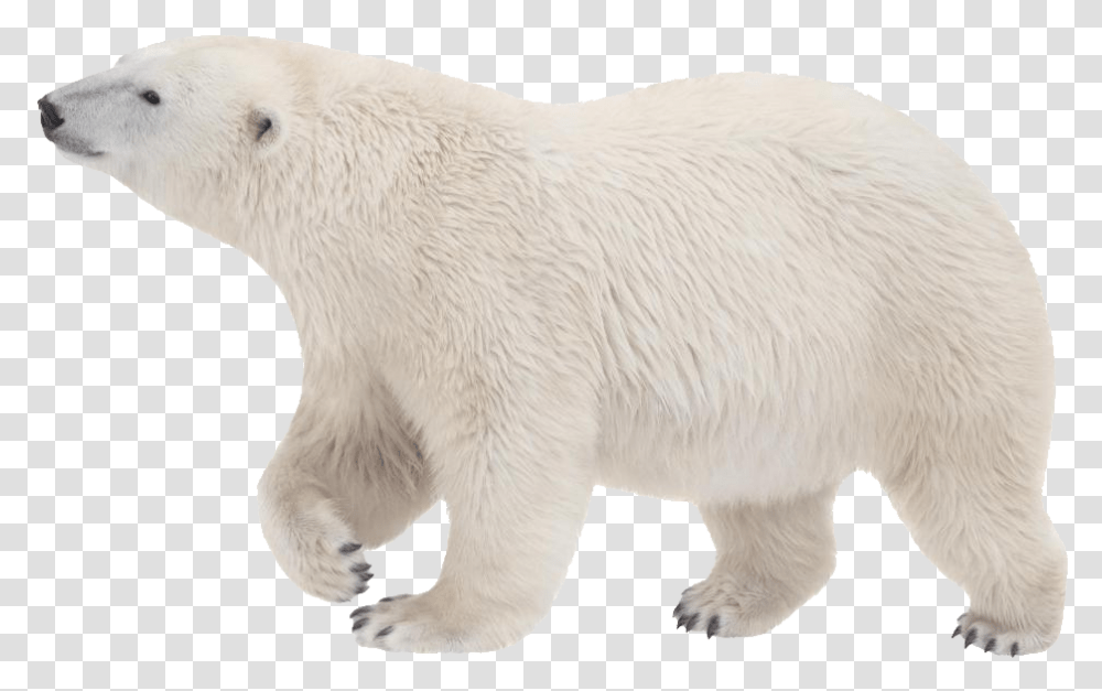 Polar Bear Background, Wildlife, Mammal, Animal Transparent Png