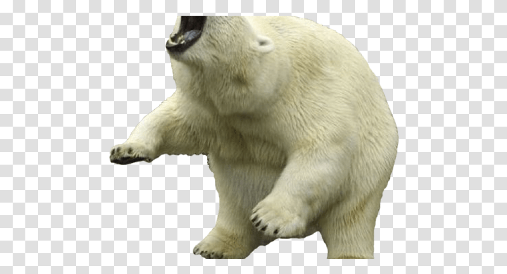 Polar Bear Blank Background, Wildlife, Mammal, Animal Transparent Png