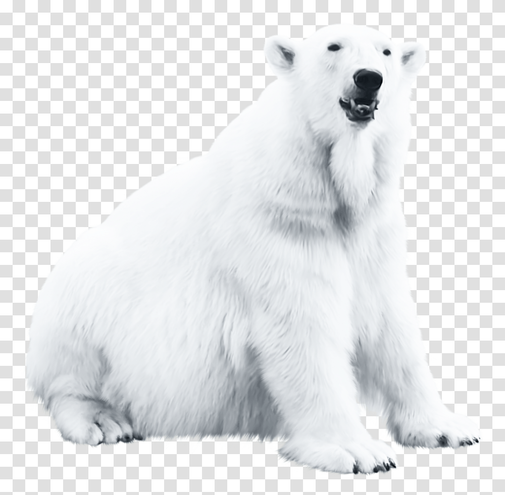 Polar Bear Blog Polar Bear, Dog, Pet, Canine, Animal Transparent Png