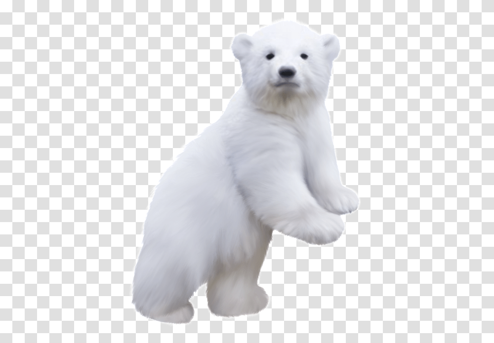Polar Bear Clip Art Baby Polar Bear, Animal, Mammal, White Dog, Pet Transparent Png