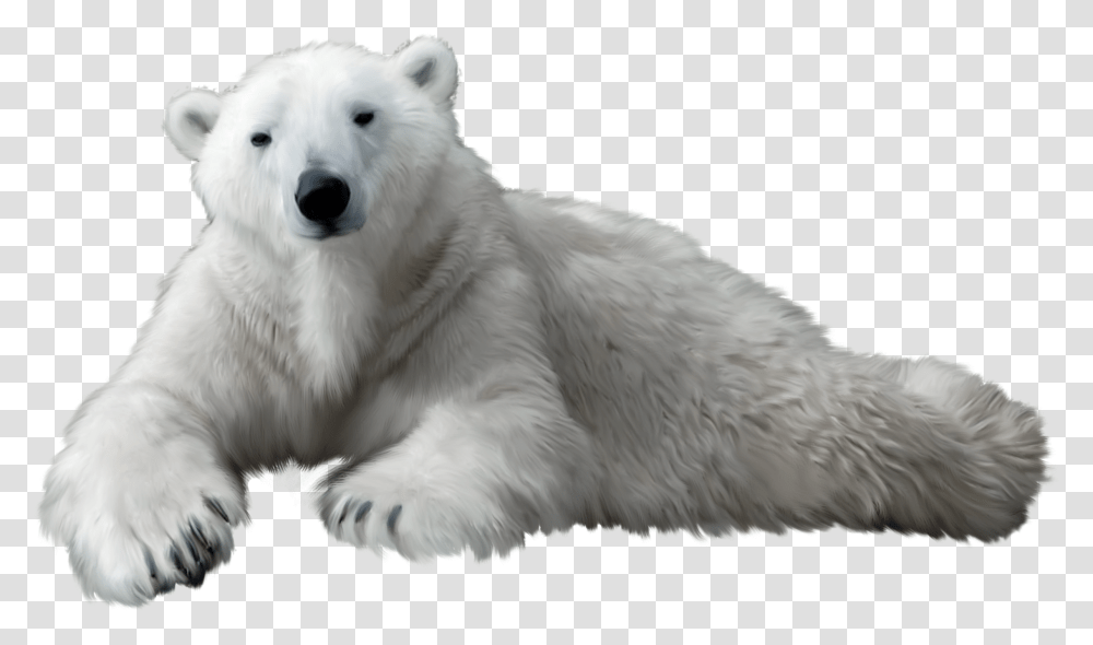 Polar Bear Clip Art White Bear, Dog, Pet, Canine, Animal Transparent Png