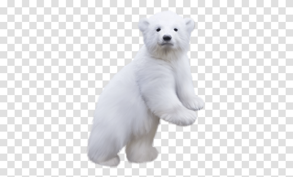 Polar Bear Cubs Background Polar Bear Clipart, White Dog, Pet, Canine, Animal Transparent Png