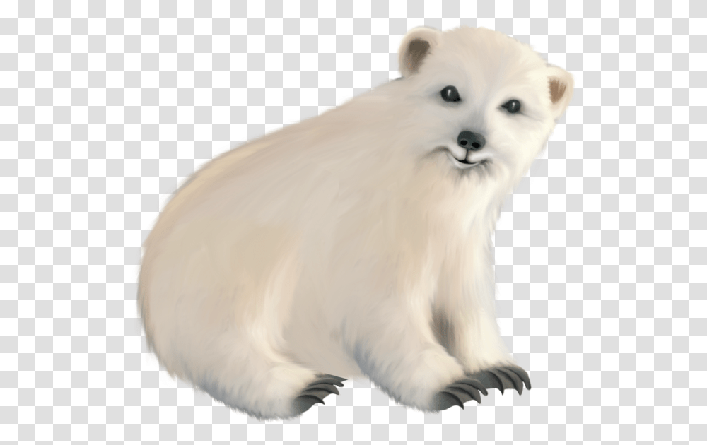 Polar Bear, Dog, Pet, Canine, Animal Transparent Png