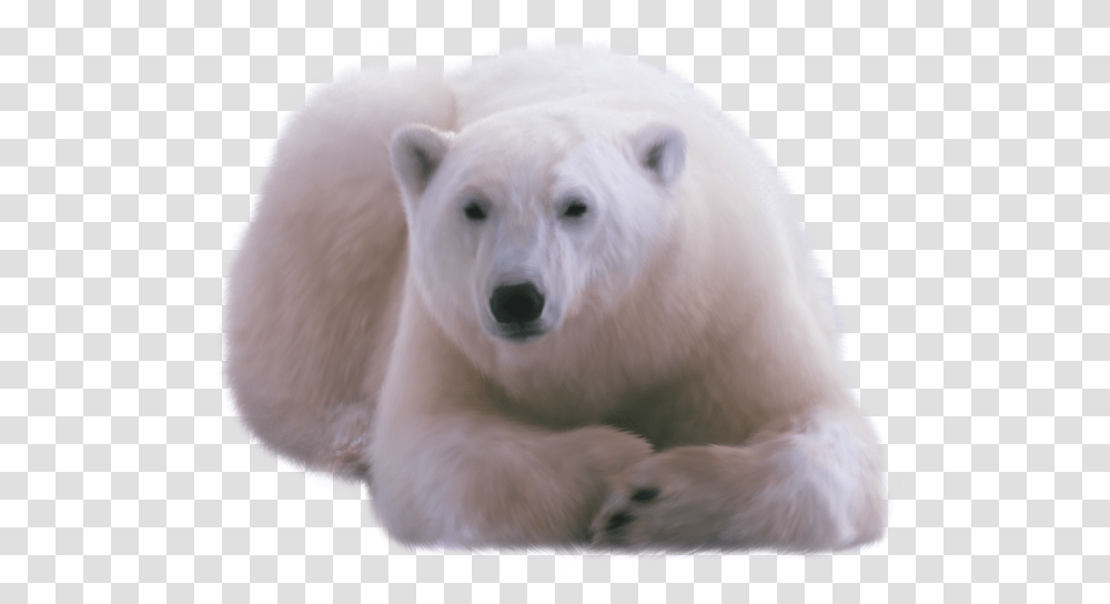 Polar Bear, Dog, Pet, Canine, Animal Transparent Png