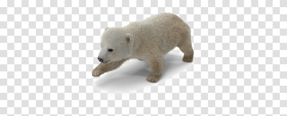 Polar Bear Download Image Baby Polar Bear, Wildlife, Mammal, Animal Transparent Png