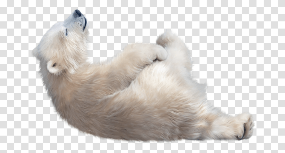 Polar Bear Image File Polar Bear, Dog, Pet, Canine, Animal Transparent Png